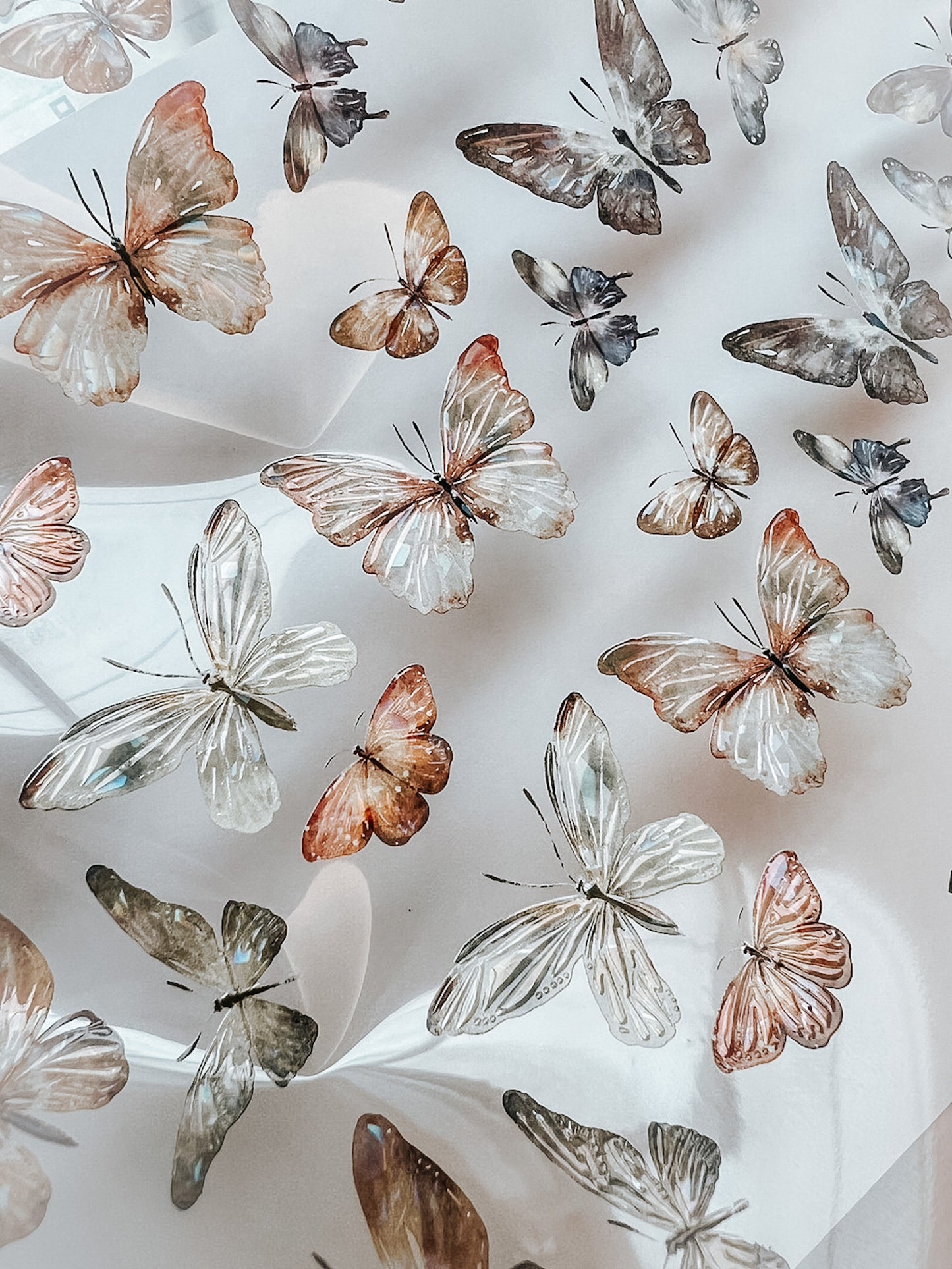 Glossy PET Tape | Beautiful Butterfly (5cm) (with Iridescent foil)